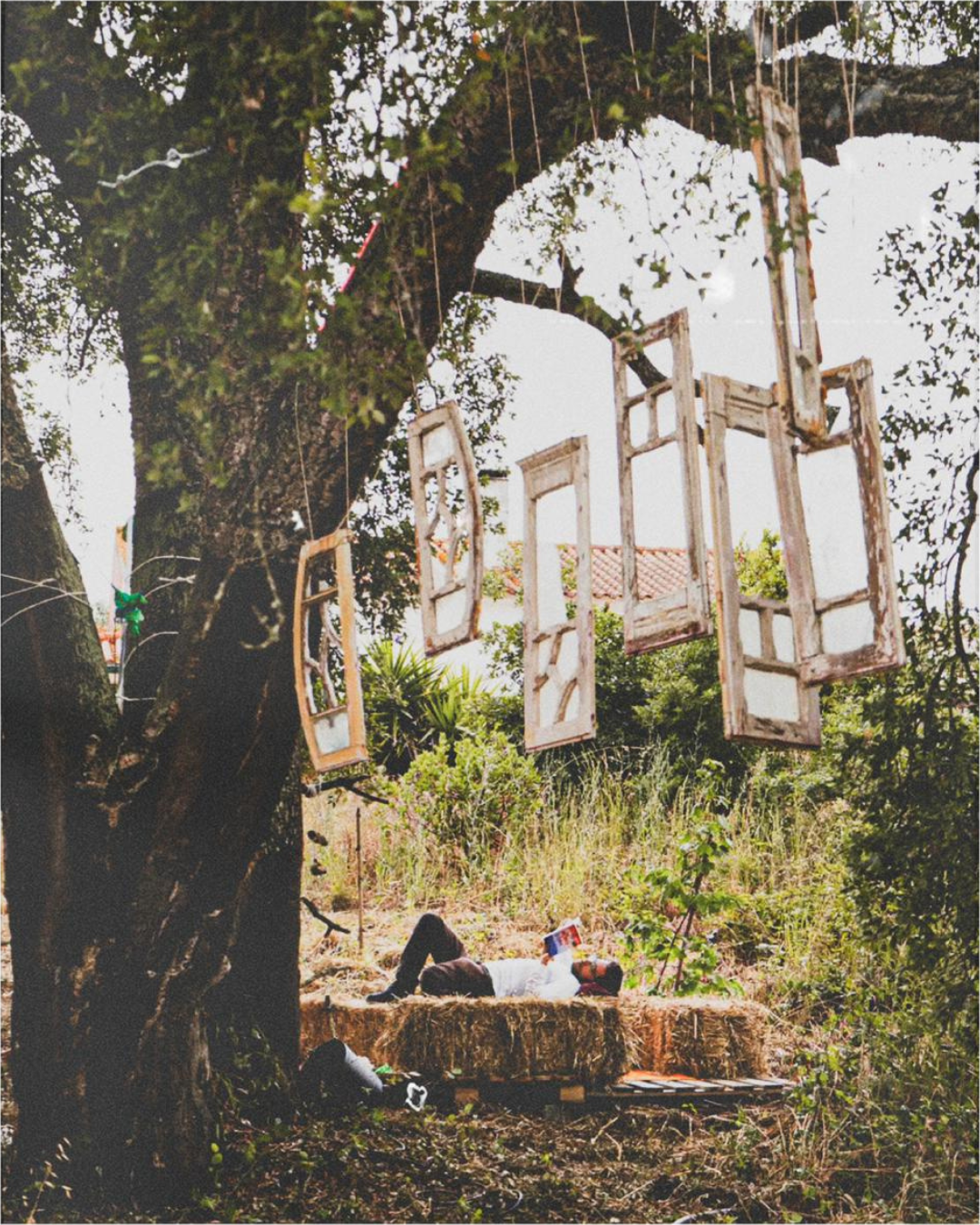 Old wooden window frames hanging from the branches of a cork oak, above hay bales in a field